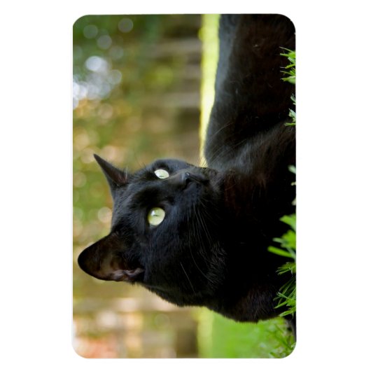 アウトドアを楽しむ緑の目の黒猫 マグネット (縦)