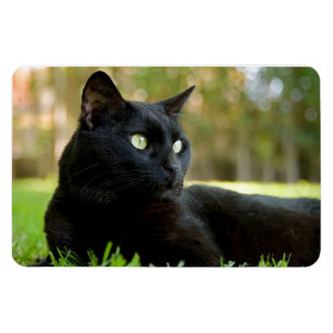 アウトドアを楽しんでいる緑色の目の黒猫 マグネット