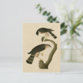 アウドゥボンのアメリカの鳥たちからとがった鷹 ポストカード (スタンド正面)