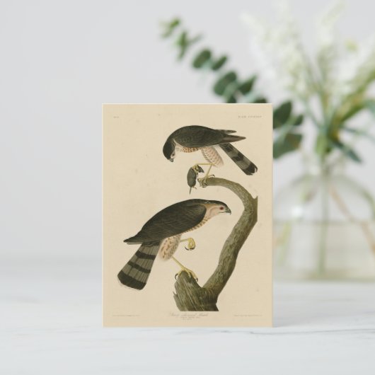 アウドゥボンのアメリカの鳥たちからとがった鷹 ポストカード (スタンド正面)