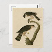 アウドゥボンのアメリカの鳥たちからとがった鷹 ポストカード (正面/裏面)