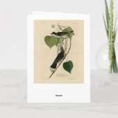 アウドゥボンのアメリカの鳥の東のキングバード カード (裏面)