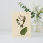 アウドゥボンのアメリカの鳥、金冠の王 ポストカード (スタンド正面)