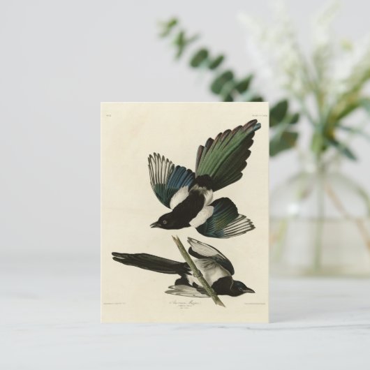 アウドゥボンのアメリカ鳥のアメリカ産マグピー ポストカード (スタンド正面)