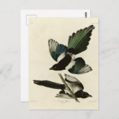 アウドゥボンのアメリカ鳥のアメリカ産マグピー ポストカード (正面/裏面)