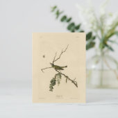 アウドゥボンのアメリカ鳥の赤い目のビレオ ポストカード (スタンド正面)