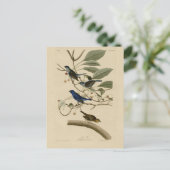 アウドゥボンの鳥たちからのインディゴ・バンティング ポストカード (スタンド正面)