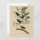 アウドゥボンの鳥たちからのインディゴ・バンティング ポストカード (正面/裏面)
