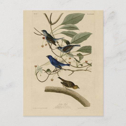 アウドゥボンの鳥たちからのインディゴ・バンティング ポストカード (正面)