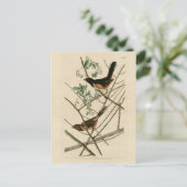 アウドゥボンの鳥のトウェーのバンティング(東トウェー) ポストカード (スタンド正面)