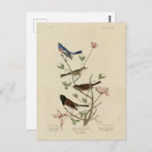 アウドゥボンの鳥 ポストカード (正面/裏面)