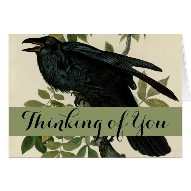 アウドゥボンレイヴン鳥クラシックのアートワーク (正面横)