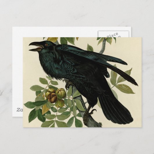 アウドゥボンレイヴン鳥クラシックのアートワーク ポストカード (正面/裏面)