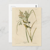 アウドゥボン鳥類アメリカのプレーリーワーブラー ポストカード (正面/裏面)