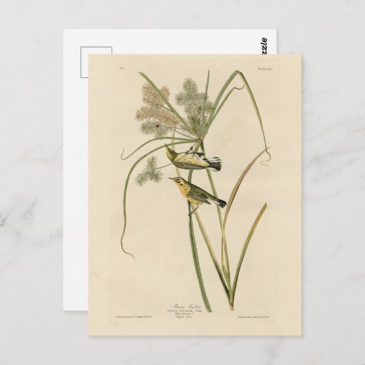 アウドゥボン鳥類アメリカのプレーリーワーブラー ポストカード (正面/裏面)