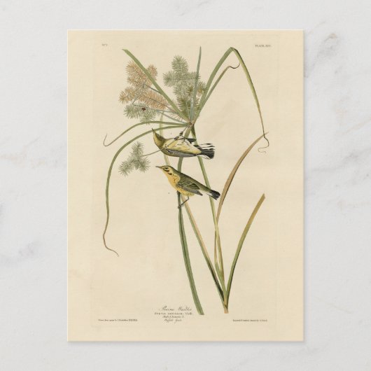 アウドゥボン鳥類アメリカのプレーリーワーブラー ポストカード (正面)