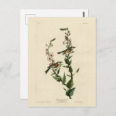 アウドボンのアメリカ鳥クリのサイドウグイ ポストカード (正面/裏面)