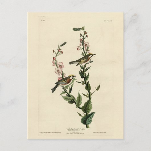 アウドボンのアメリカ鳥クリのサイドウグイ ポストカード (正面)