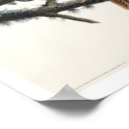 アウドー素晴らしボンポスターで角型フクロウ ポスター (角)