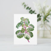 アウレオ網目イレシン・ヘルプスティイ ポストカード (スタンド正面)