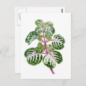 アウレオ網目イレシン・ヘルプスティイ ポストカード (正面/裏面)