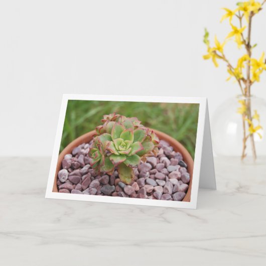 アエオニウム・ハウォーシー, ハウォースの多肉植物 カード (黄色い花)