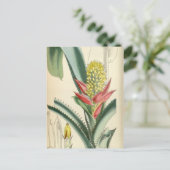 アエシュメア・メルテンシイ（=ムクロニフローラ） ポストカード (スタンド正面)