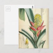 アエシュメア・メルテンシイ（=ムクロニフローラ） ポストカード (正面/裏面)