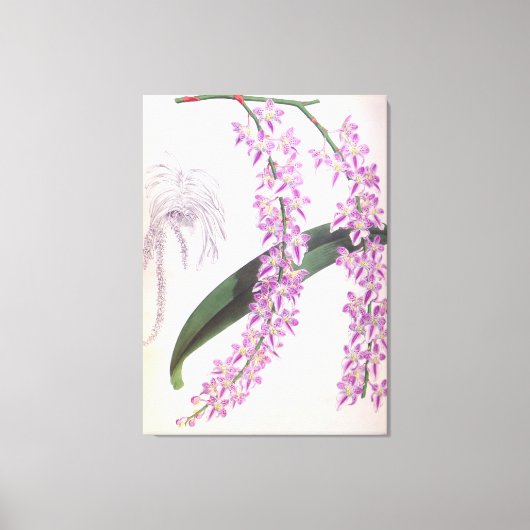 アエリーズロビィヴィンテージ薄紫リンデニアオーキッド キャンバスプリント (正面)