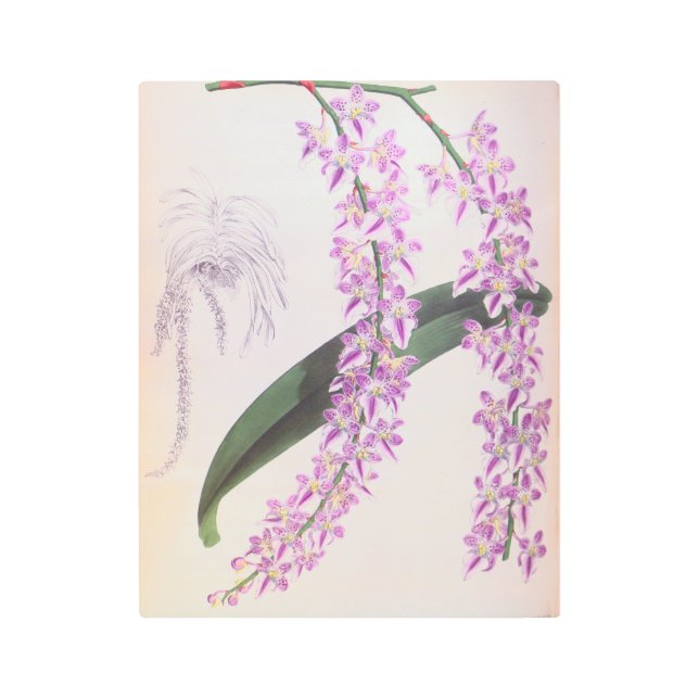 アエリーズロビィヴィンテージ薄紫リンデニアオーキッド メタルプリント (正面)