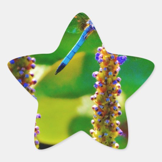 アオイと花 星シール (正面)