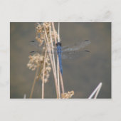 アオイ ポストカード (正面)