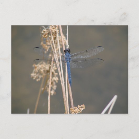 アオイ ポストカード (正面)