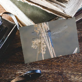 アオイ ポストカード