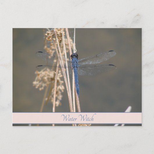 アオイ ポストカード (正面)