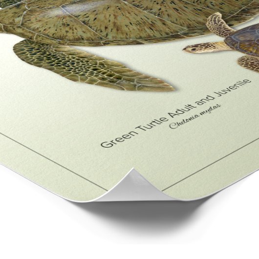 アオウミガメ大人と少年プリント ポスター (角)