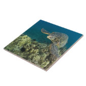 アオウミガメ（チェロニア・ミダス）は2匹 タイル (側面)