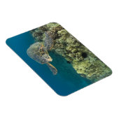 アオウミガメ(チェロニア・ミダス)は2匹 マグネット (右側)