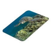 アオウミガメ(チェロニア・ミダス)は2匹 マグネット (左側)