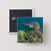 アオウミガメ（チェロニア・ミダス）は2匹 缶バッジ (正面&裏面)