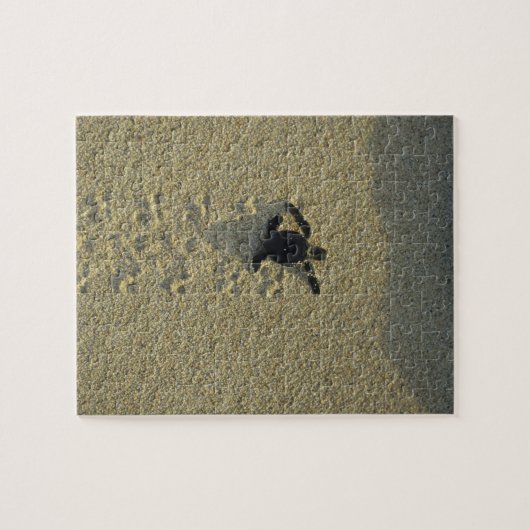 アオウミガメ(チェロニア・ミダス)、ハッチリング ジグソーパズル (横)