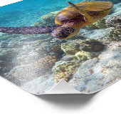 アオウミガメ フォトプリント            (角)