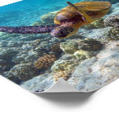 アオウミガメ ポスター (角)