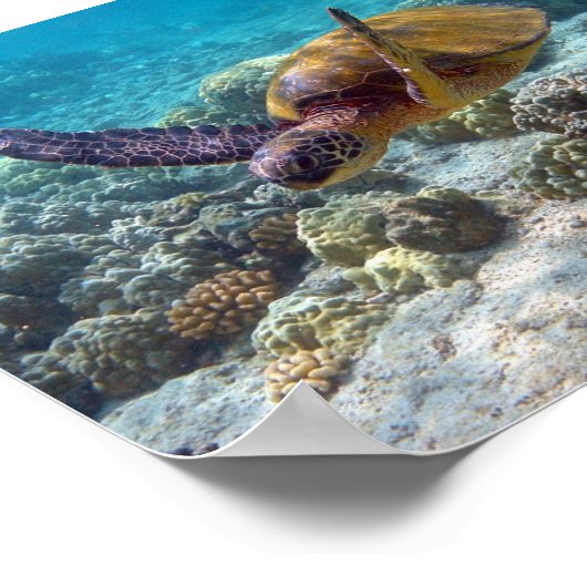 アオウミガメ ポスター (角)