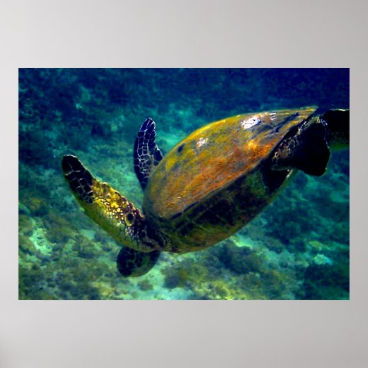 アオウミガメ ポスター (正面)