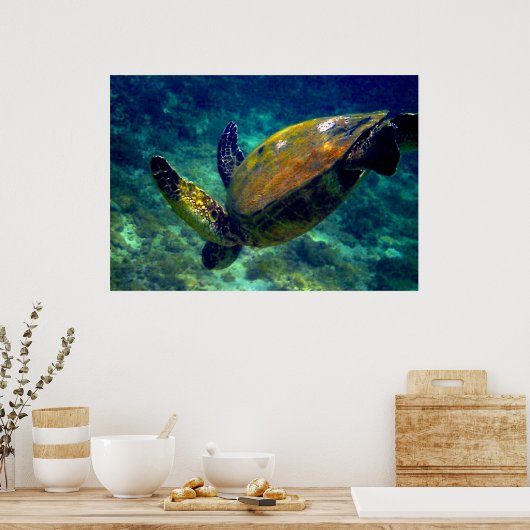 アオウミガメ ポスター (キッチン)