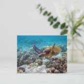 アオウミガメ ポストカード (スタンド正面)