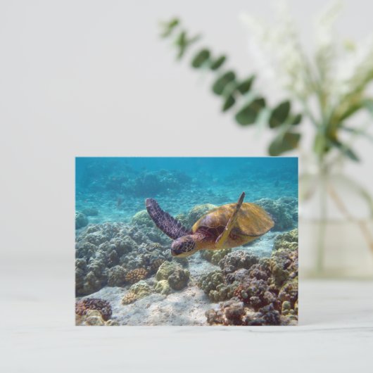 アオウミガメ ポストカード (スタンド正面)