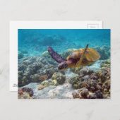 アオウミガメ ポストカード (正面/裏面)