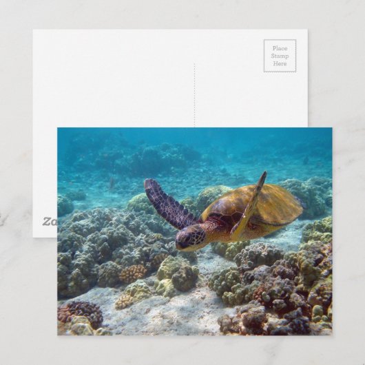 アオウミガメ ポストカード (正面/裏面)